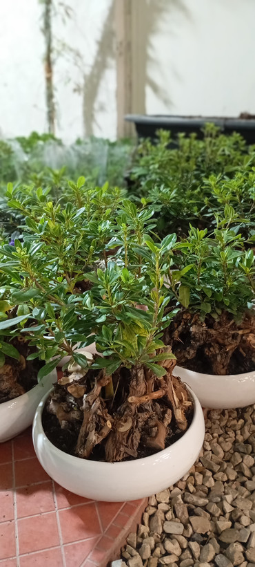 بونسای میخک